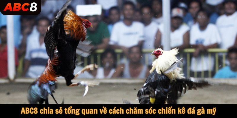 ABC8 chia sẻ tổng quan về cách chăm sóc chiến kê đá gà mỹ