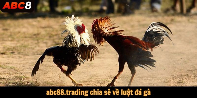 abc88.trading chia sẻ luật đá gà chuẩn tại nhà cái