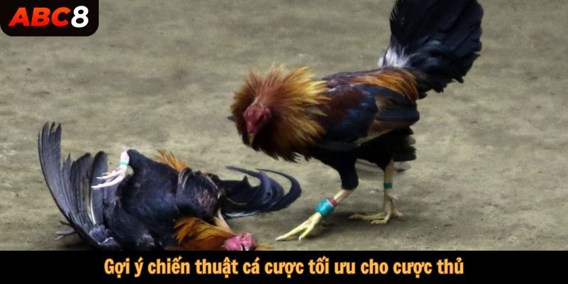 Gợi ý chiến thuật cá cược tối ưu cho cược thủ